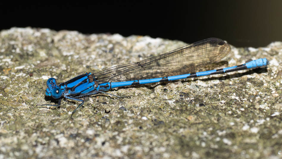 Argia chelata (Big Blue Dancer) male-2.jpg
